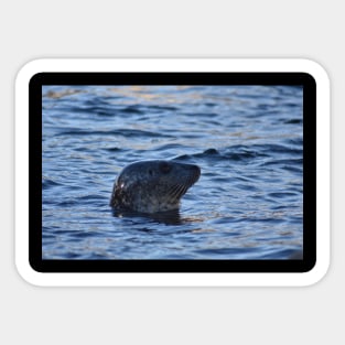 Seal Sticker